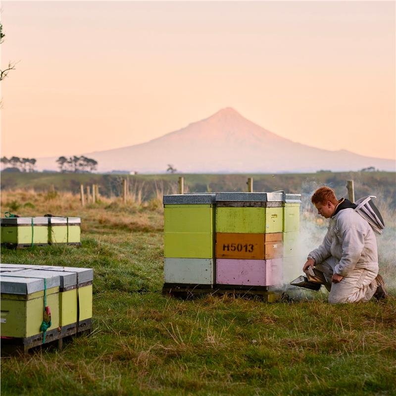 Load image into Gallery viewer, Egmont Honey MGO 100+ Multifloral Manuka Honey (Squeeze) 480g
