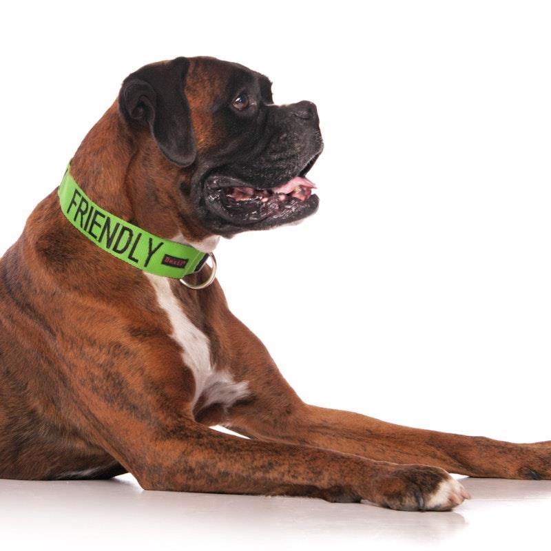 Load image into Gallery viewer, Friendly Dog Collars Friendly L/XL Clip Collar 1pc
