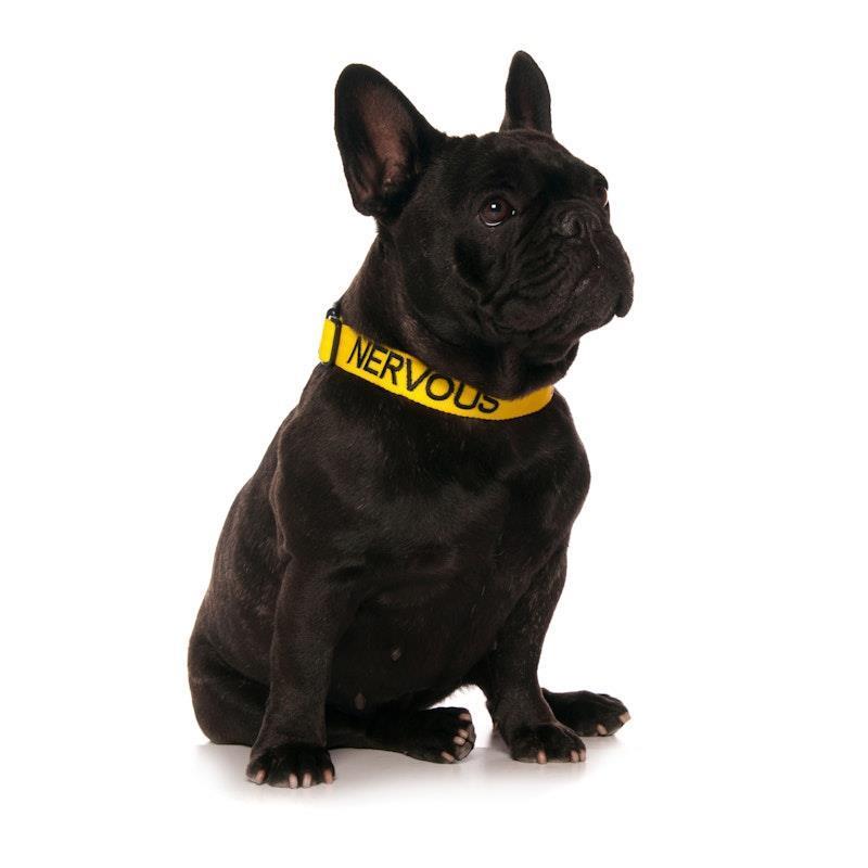 Load image into Gallery viewer, Friendly Dog Collars NERVOUS S/M Clip Collar 1pc
