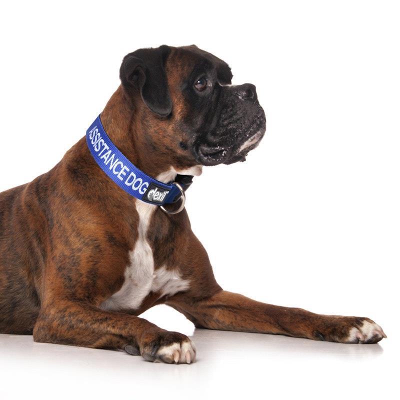 Load image into Gallery viewer, Friendly Dog Collars ASSISTANCE DOG L/XL Clip Collar 1pc
