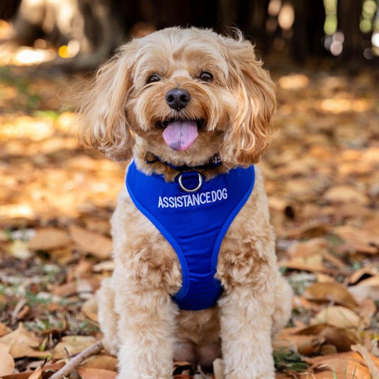 Friendly Dog Collars ASSISTANCE DOG Small adjustable Vest Harness 1pc