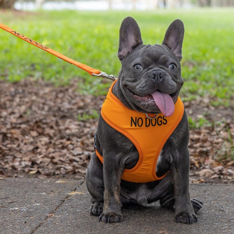 Load image into Gallery viewer, Friendly Dog Collars No Dogs Medium Adjustable Vest Harness 1pc
