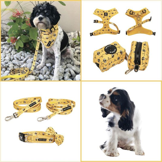 Soapy Moose Extra Small Dog Collar, Lead  & Poop Bag Pack