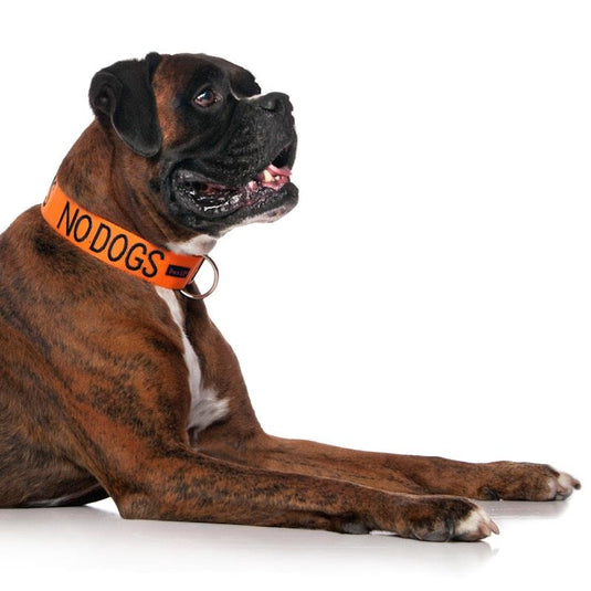 Friendly Dog Collars No Dogs L/XL Clip Collar 1pc