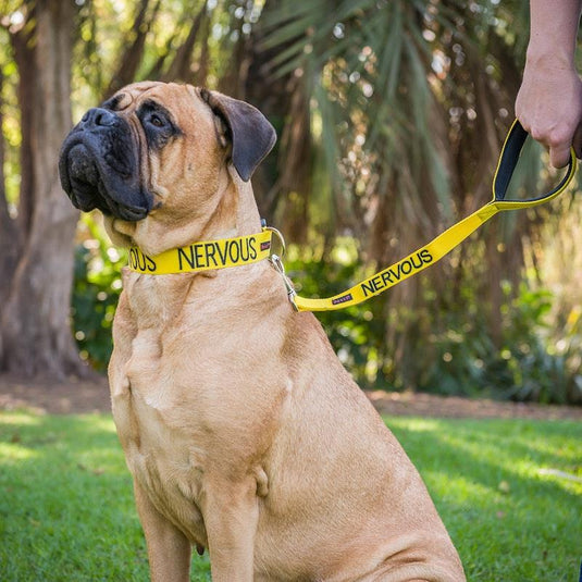 Friendly Dog Collars NERVOUS Short Lead 1pc