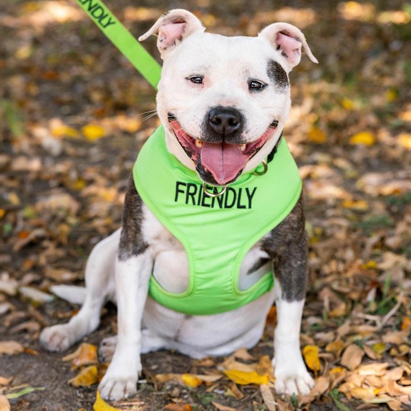 Load image into Gallery viewer, Friendly Dog Collars Friendly Large Adjustable Vest Harness 1pc
