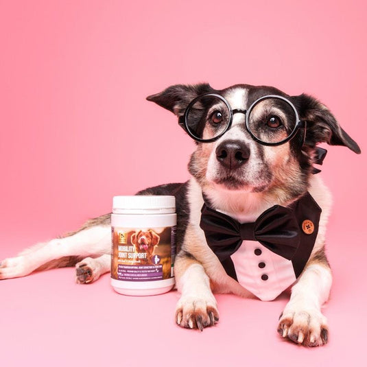 Natural Pet Supplements Mobility Joint Support Powder for Dogs and Cats 300g