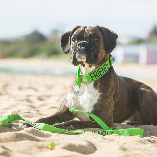 Friendly Dog Collars Friendly Standard Lead 1pc