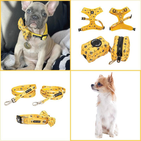 Soapy Moose Small Dog Collar, Lead  & Poop Bag Pack