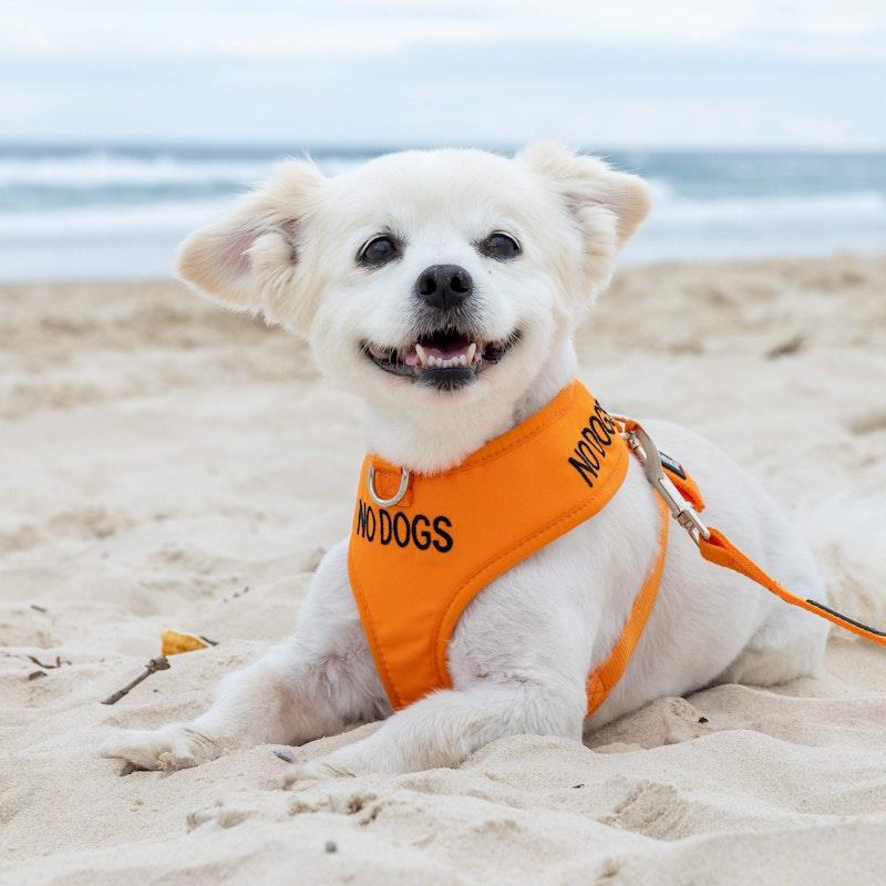 Load image into Gallery viewer, Friendly Dog Collars No Dogs Small Adjustable Vest Harness 1pc
