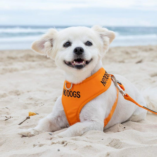 Friendly Dog Collars No Dogs Small Adjustable Vest Harness 1pc