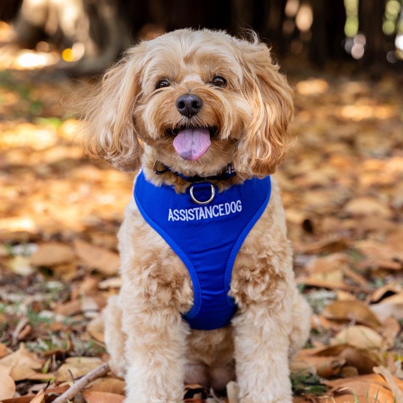 Load image into Gallery viewer, Friendly Dog Collars ASSISTANCE DOG Medium adjustable Vest Harness 1pc
