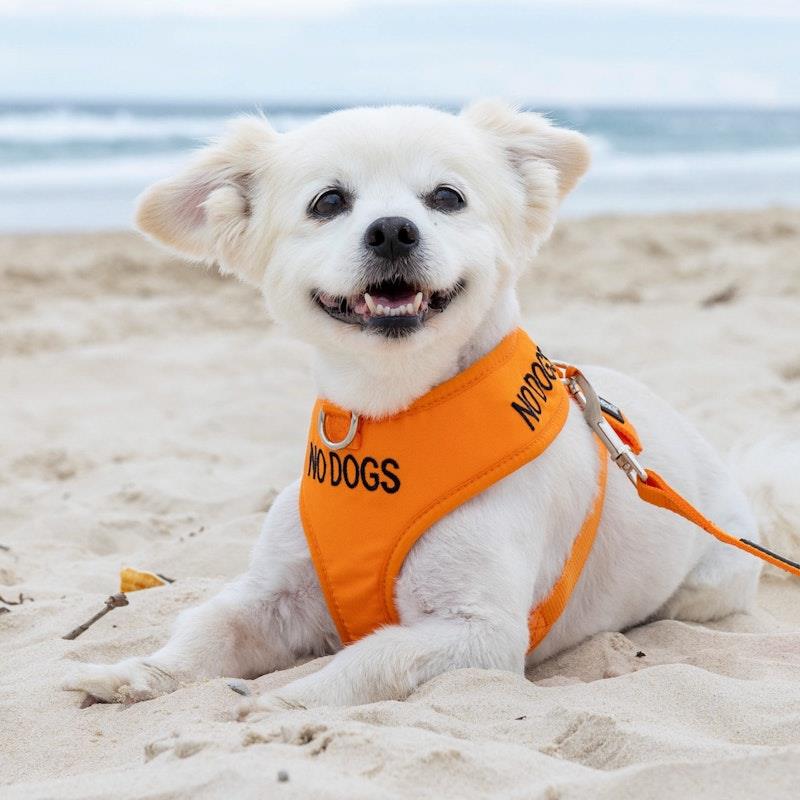 Load image into Gallery viewer, Friendly Dog Collars No Dogs XS Adjustable Vest Harness 1pc
