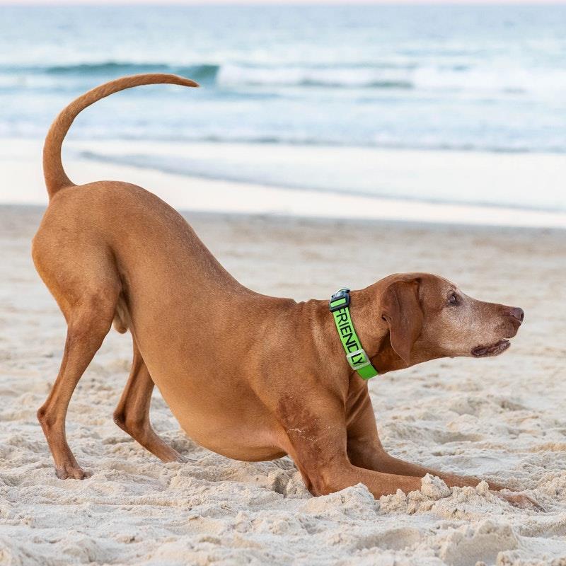 Load image into Gallery viewer, Friendly Dog Collars Friendly L/XL Clip Collar 1pc
