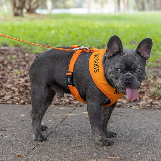 Friendly Dog Collars No Dogs Medium Adjustable Vest Harness 1pc