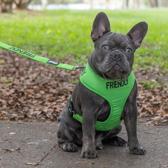 Friendly Dog Collars Friendly Small Adjustable Vest Harness 1pc