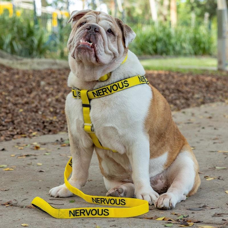 Load image into Gallery viewer, Friendly Dog Collars NERVOUS Standard Lead 1pc
