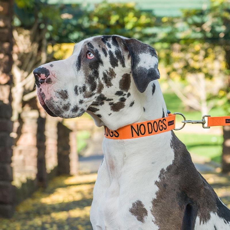 Load image into Gallery viewer, Friendly Dog Collars No Dogs L/XL Clip Collar 1pc
