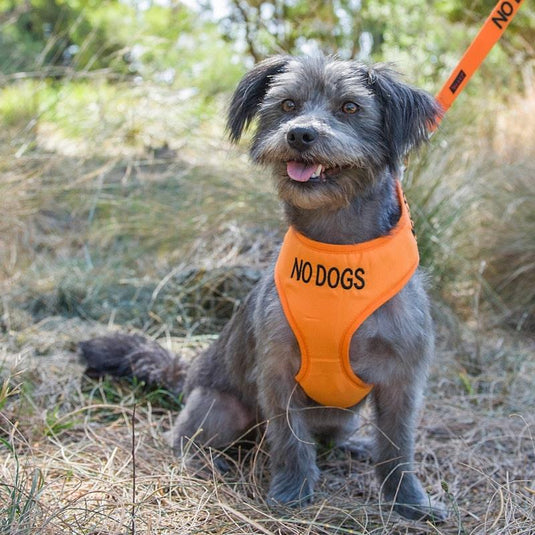 Friendly Dog Collars No Dogs XS Adjustable Vest Harness 1pc
