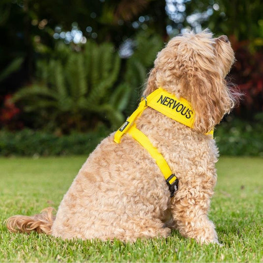 Friendly Dog Collars NERVOUS XS adjustable Vest Harness 1pc