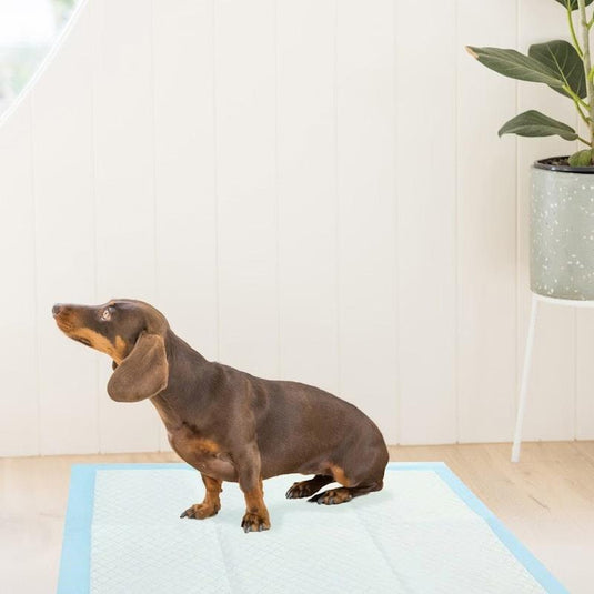 Paws & Claws Antibacterial Training Pads 100pc 100pc