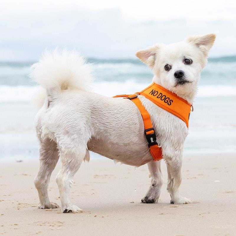 Load image into Gallery viewer, Friendly Dog Collars No Dogs Small Adjustable Vest Harness 1pc
