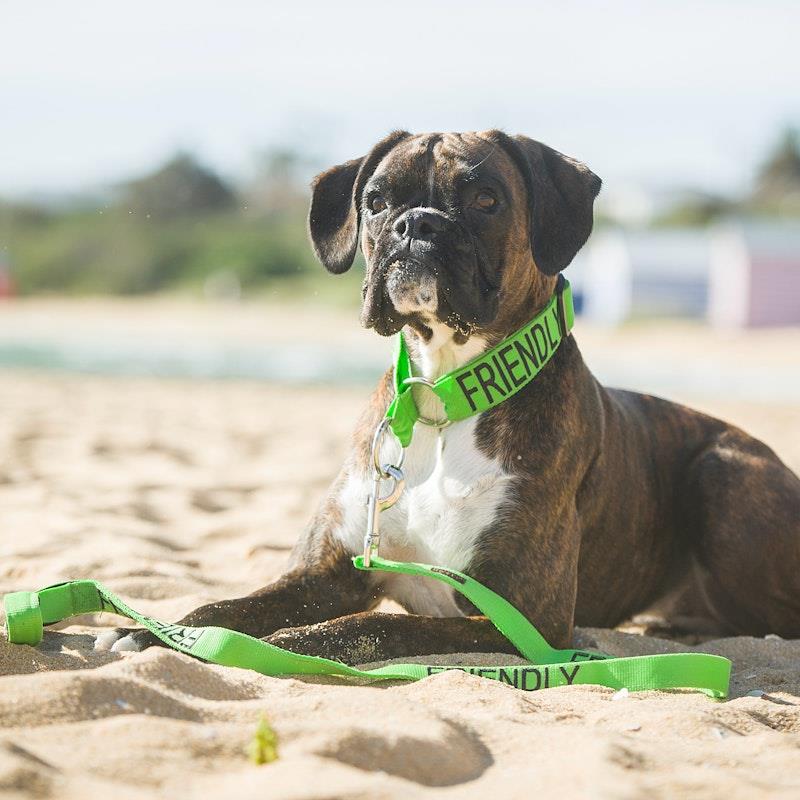 Load image into Gallery viewer, Friendly Dog Collars Friendly Long Lead 1pc
