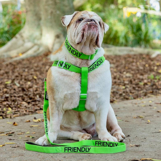 Friendly Dog Collars Friendly Standard Lead 1pc