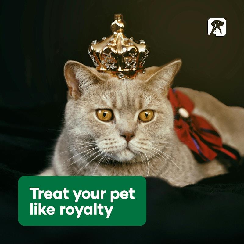 Load image into Gallery viewer, Natural Animal Solutions Pet Calm &amp; Skin Health Pack Bundle
