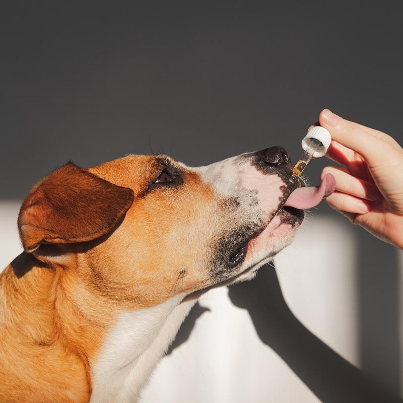 Load image into Gallery viewer, Essential Dog 100% Raw Hemp Seed Oil for Dogs: Turmeric and Black Pepper 4x100ml
