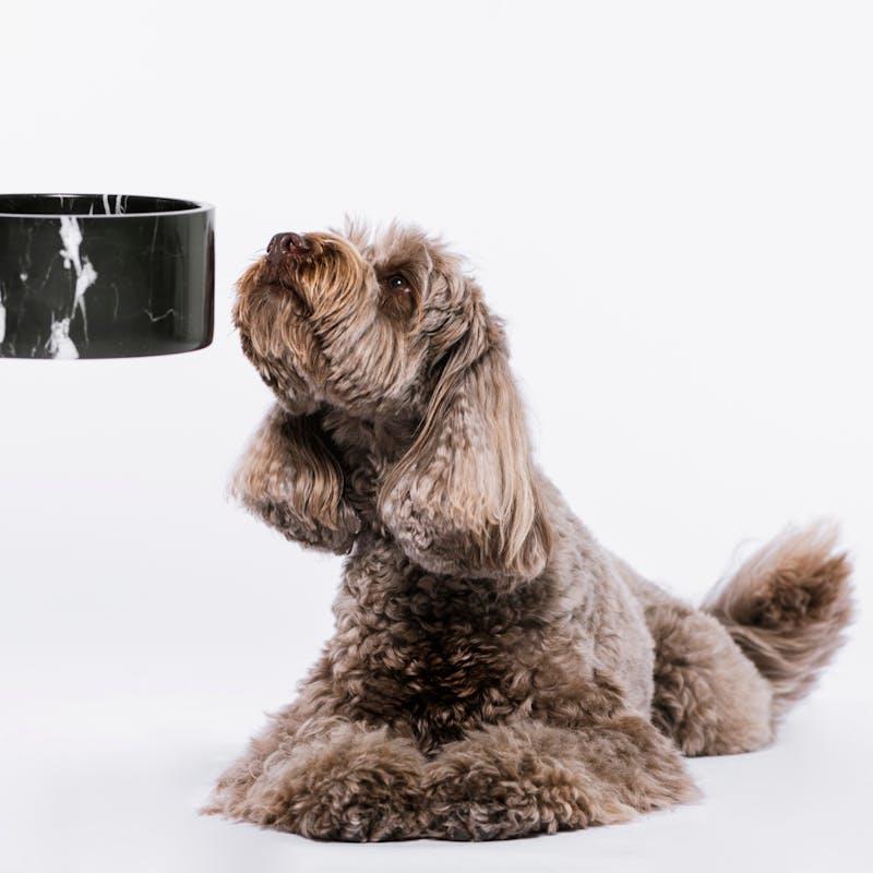 Load image into Gallery viewer, HOUNDZTOOTH Prodigestive Aid Health Supplement for Dogs 200g
