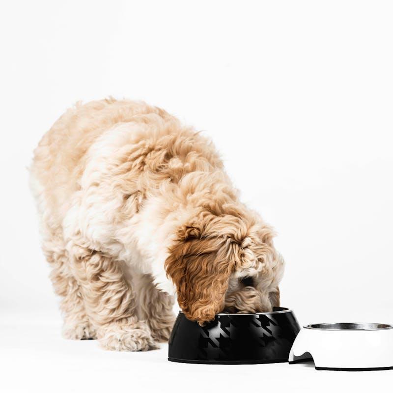 Load image into Gallery viewer, HOUNDZTOOTH Puppy Probiotic Health Supplement for Dogs 200g
