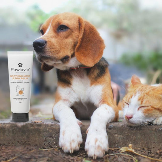 Pawlavie Soothing Nose & Paw Balm - For cats & dogs 80g