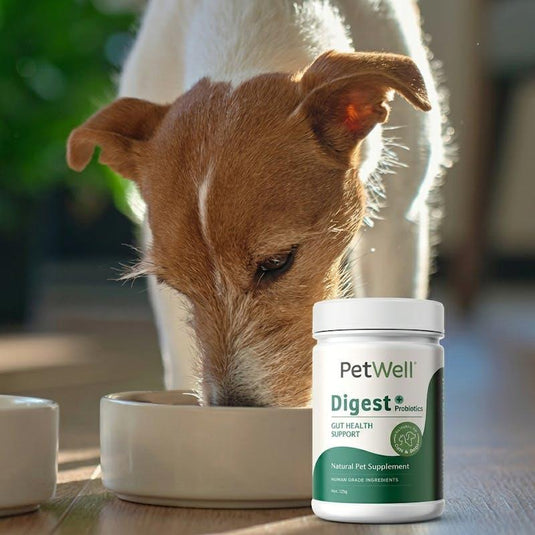 PetWell DIGEST – Gut Health for Cats and Dogs 125g