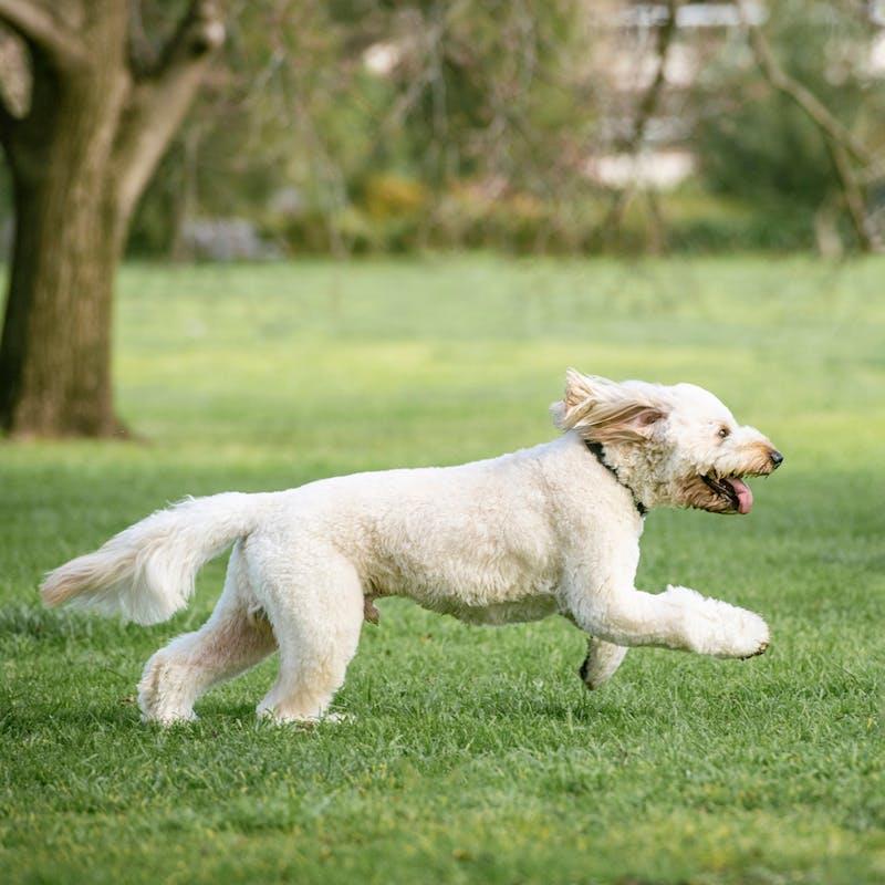 Load image into Gallery viewer, HOUNDZTOOTH Hemp Seed Oil for Dogs 250ml
