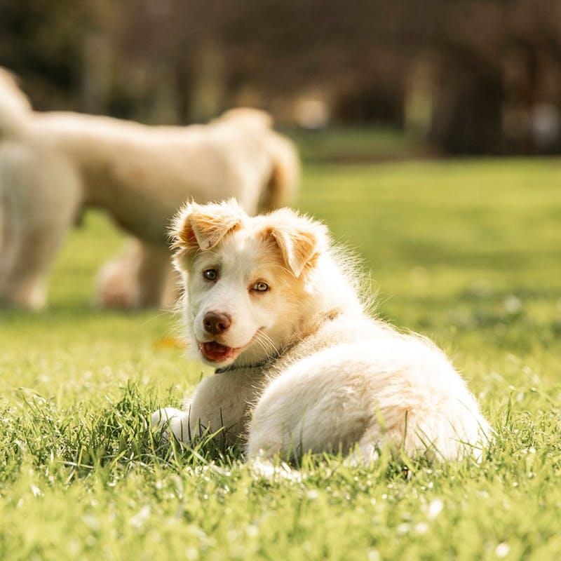 Load image into Gallery viewer, HOUNDZTOOTH Puppy Probiotic Health Supplement for Dogs 200g
