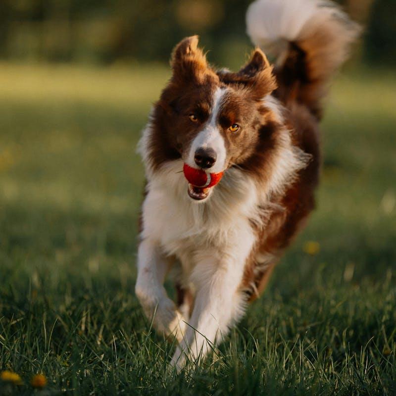 Load image into Gallery viewer, HOUNDZTOOTH Hemp Mobility Aid Health Supplement for Dogs 200g
